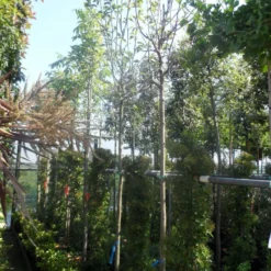 Beverboom (Magnolia 'Yellow River') -Tuin Vormen Verkoopwinkel magnolia yellow river 10 12 14ho cont