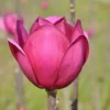 Beverboom (Magnolia 'Black Tulip') -Tuin Vormen Verkoopwinkel magnoliablacktulip3