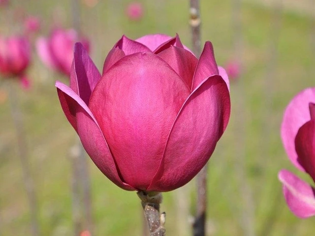 Beverboom (Magnolia 'Black Tulip') 3 Beverboom (Magnolia 'Black Tulip')