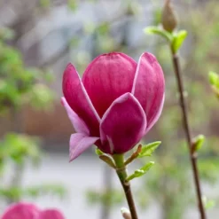 Beverboom (Magnolia 'Genie') -Tuin Vormen Verkoopwinkel magnoliagenie01