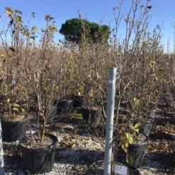 Beverboom (Magnolia 'Genie') -Tuin Vormen Verkoopwinkel magnoliagenie02