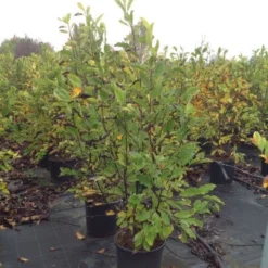 Beverboom (Magnolia Loebneri 'Leonard Messel') -Tuin Vormen Verkoopwinkel magnolialeonardmessel02