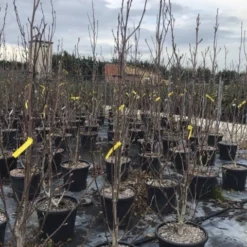 Beverboom (Magnolia Brooklynensis 'Yellow Bird') -Tuin Vormen Verkoopwinkel magnoliayellowbird02 1