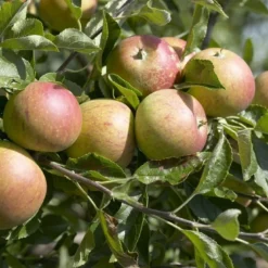 Mini-appel (Malus Domestica 'Mini-Cox') -Tuin Vormen Verkoopwinkel malus domestica cox s orange 2