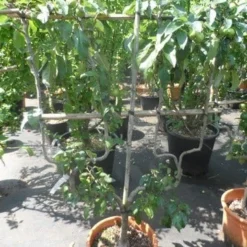 Appelboom (Malus Domestica ) -Tuin Vormen Verkoopwinkel malus domestica eetappel dubbel u leivorm 1