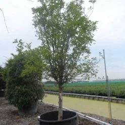 Appelboom (Malus Domestica ) -Tuin Vormen Verkoopwinkel malus domestica eetappel halfstam 30 40 c750 1