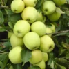 Appelboom (Malus Domestica 'Golden Delicious') -Tuin Vormen Verkoopwinkel malus domestica golden delicious 1