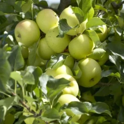 Appelboom (Malus Domestica 'Greensleeves')