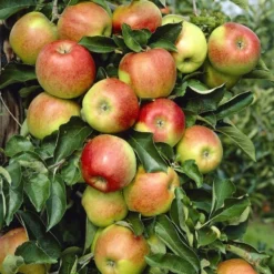 Lei-Appel (Malus Domestica 'Jonagold')