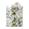 Sierappel Als Struik (Malus 'Evereste') -Tuin Vormen Verkoopwinkel malus evereste02 2
