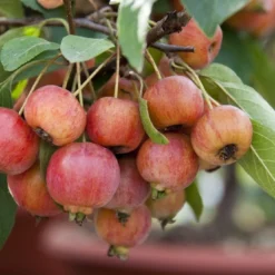 Sierappel Als Leiboom (Malus 'Evereste') -Tuin Vormen Verkoopwinkel malus evereste03 2