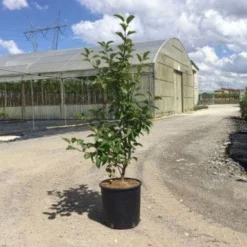 Sierappel Als Struik (Malus 'Evereste') 7 Sierappel Als Struik (Malus 'Evereste') -Tuin Vormen Verkoopwinkel malus evereste 100 125 cm c10