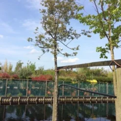 Sierappel (Malus 'Evereste') -Tuin Vormen Verkoopwinkel malus evereste 2025cm