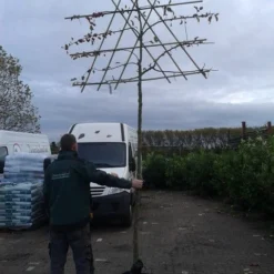 Sierappel Als Leiboom (Malus 'Evereste') -Tuin Vormen Verkoopwinkel malus evereste lei