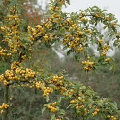 Sierappel Als Leiboom (Malus 'Golden Hornet') -Tuin Vormen Verkoopwinkel malus golden hornet01 1