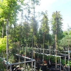 Sierappel (Malus 'Golden Hornet') -Tuin Vormen Verkoopwinkel malus golden hornet 10 12ho cont