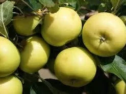 Appelboom (Malus Domestica 'Greensleeves') 7 Appelboom (Malus Domestica 'Greensleeves') -Tuin Vormen Verkoopwinkel malus greensleeves