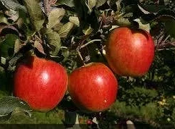 Tuin Vormen Verkoopwinkel -Tuin Vormen Verkoopwinkel malus katja