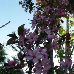 Sierappel (Malus 'Liset') -Tuin Vormen Verkoopwinkel malus liset