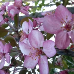 Sierappel (Malus 'Rudolf') -Tuin Vormen Verkoopwinkel malus liset 2 1