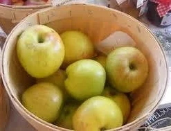 Appelboom (Malus Domestica 'Notarisappel') -Tuin Vormen Verkoopwinkel malus notarisappel