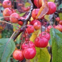 Sierappel Als Leiboom (Malus 'Red Sentinel') -Tuin Vormen Verkoopwinkel malus red sentinel 2 3