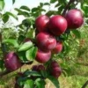 Lei-Appel (Malus Domestica 'Spartan') -Tuin Vormen Verkoopwinkel malus spartan 1