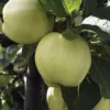 Appelboom (Malus Domestica 'Transparente Jaune') -Tuin Vormen Verkoopwinkel malus transpaente jaune 1