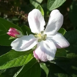 Appelboom (Malus Domestica 'Elstar') -Tuin Vormen Verkoopwinkel maluselstarbloesem01 2
