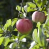 Appelboom (Malus Domestica 'Elstar') -Tuin Vormen Verkoopwinkel maluselstarv01