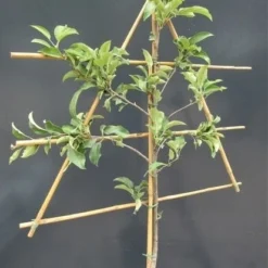 Lei-Appel (Malus Domestica 'Jonagold') -Tuin Vormen Verkoopwinkel malusleivorm1 1 8 1