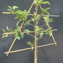 Lei-Appel (Malus Domestica 'Golden Delicious') -Tuin Vormen Verkoopwinkel malusleivorm1 3