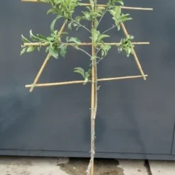 Lei-Appel (Malus Domestica 'Granny Smith') -Tuin Vormen Verkoopwinkel malusleivorm2 1