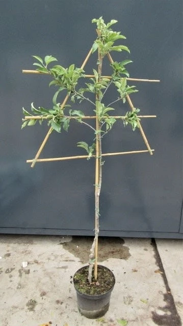 Lei-Appel (Malus Domestica 'Charles Ross') 4 Lei-Appel (Malus Domestica 'Charles Ross') - Image 2