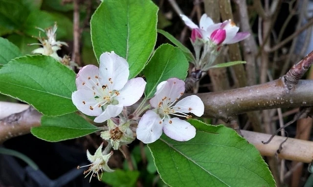 Appelboom (Malus Domestica 'Summerred') 5 Appelboom (Malus Domestica 'Summerred') - Afbeelding 3
