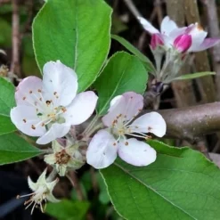 Lei-Appel (Malus Domestica 'Summerred') -Tuin Vormen Verkoopwinkel malussummerredbloesem01 1