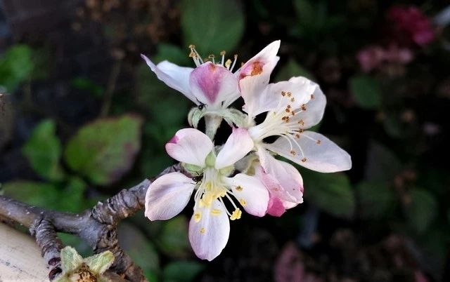 Appelboom (Malus Domestica 'Summerred') 4 Appelboom (Malus Domestica 'Summerred') - Afbeelding 2