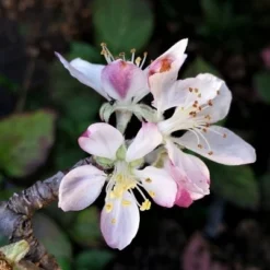 Lei-Appel (Malus Domestica 'Summerred') -Tuin Vormen Verkoopwinkel malussummerredbloesem02 1