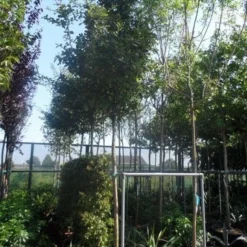 Mispel (Mespilus Germanica) -Tuin Vormen Verkoopwinkel mespilus germanica 12 14 16ho cont