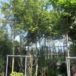 Mispel (Mespilus Germanica) -Tuin Vormen Verkoopwinkel mespilus germanica 18 20ho cont