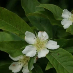 Mispel (Mespilus Germanica) -Tuin Vormen Verkoopwinkel mespilus germanica 2