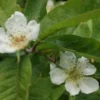 Mispel (Mespilus Germanica) -Tuin Vormen Verkoopwinkel mespilus germanica 4