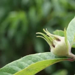Mispel (Mespilus Germanica) -Tuin Vormen Verkoopwinkel mespilus germanica 5
