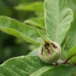 Mispel (Mespilus Germanica) -Tuin Vormen Verkoopwinkel mespilus germanica 6