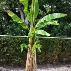 Bananenboom (Musa Basjoo) -Tuin Vormen Verkoopwinkel musabasjoo01