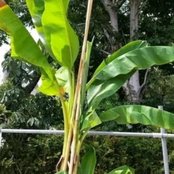 Bananenboom (Musa Basjoo) -Tuin Vormen Verkoopwinkel musabasjoo02