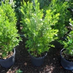 Dwergmirte (Myrtus Communis 'Tarentina') -Tuin Vormen Verkoopwinkel myrtus communis c10