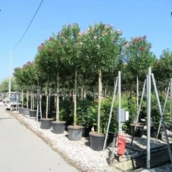 Oleander Als Boom (Nerium Oleander) -Tuin Vormen Verkoopwinkel nerium