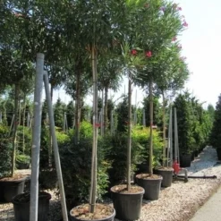 Oleander Als Boom (Nerium Oleander) -Tuin Vormen Verkoopwinkel nerium