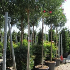 Oleander Als Boom (Nerium Oleander) -Tuin Vormen Verkoopwinkel nerium 10 12